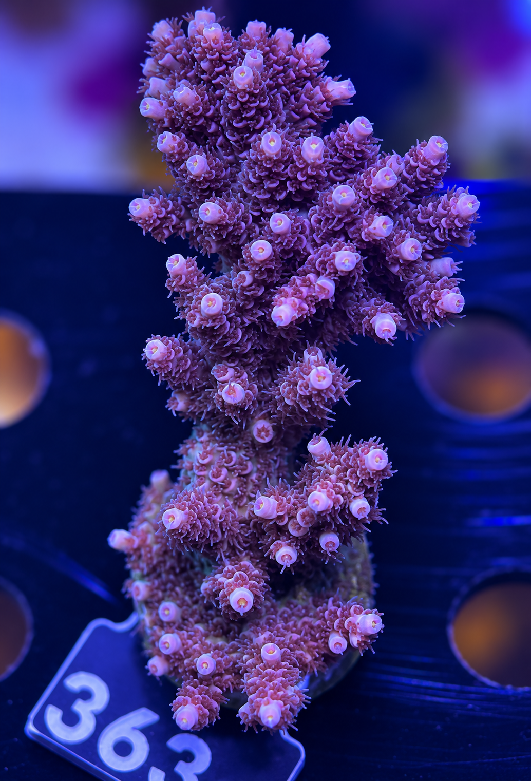 FMC Acropora mirabilis