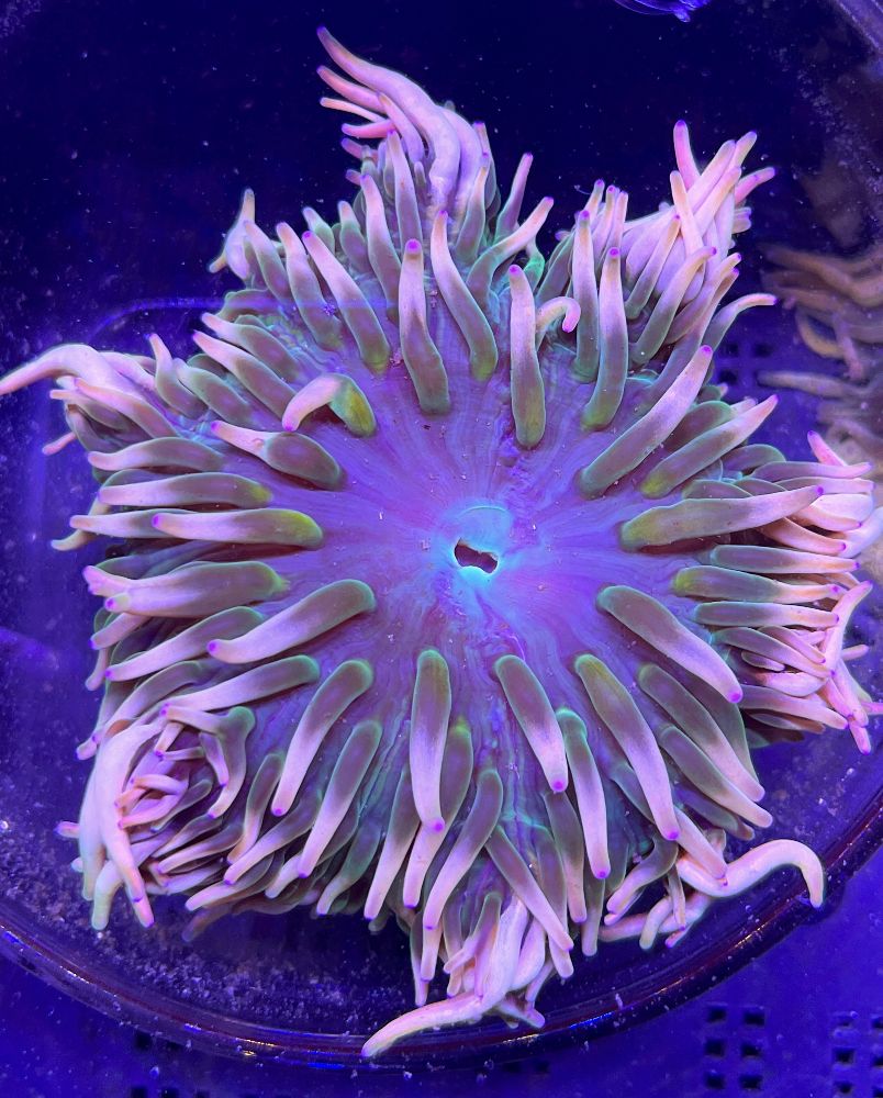 FMC Heteractis aurora V