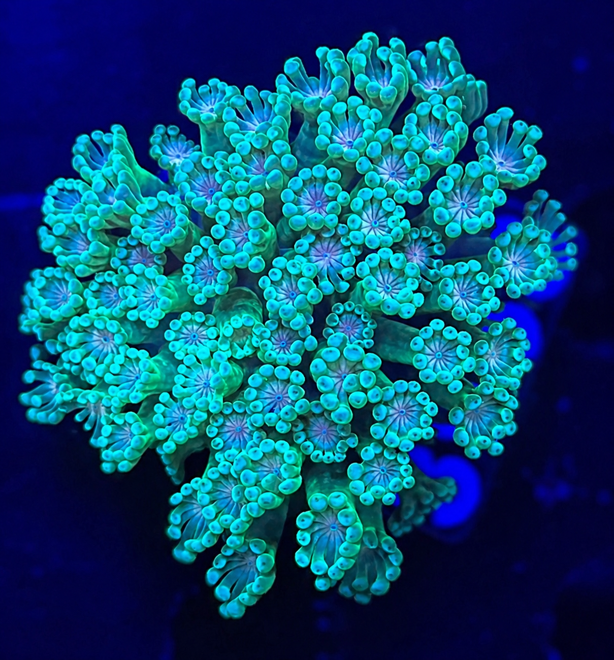 FMC Alveopora light green