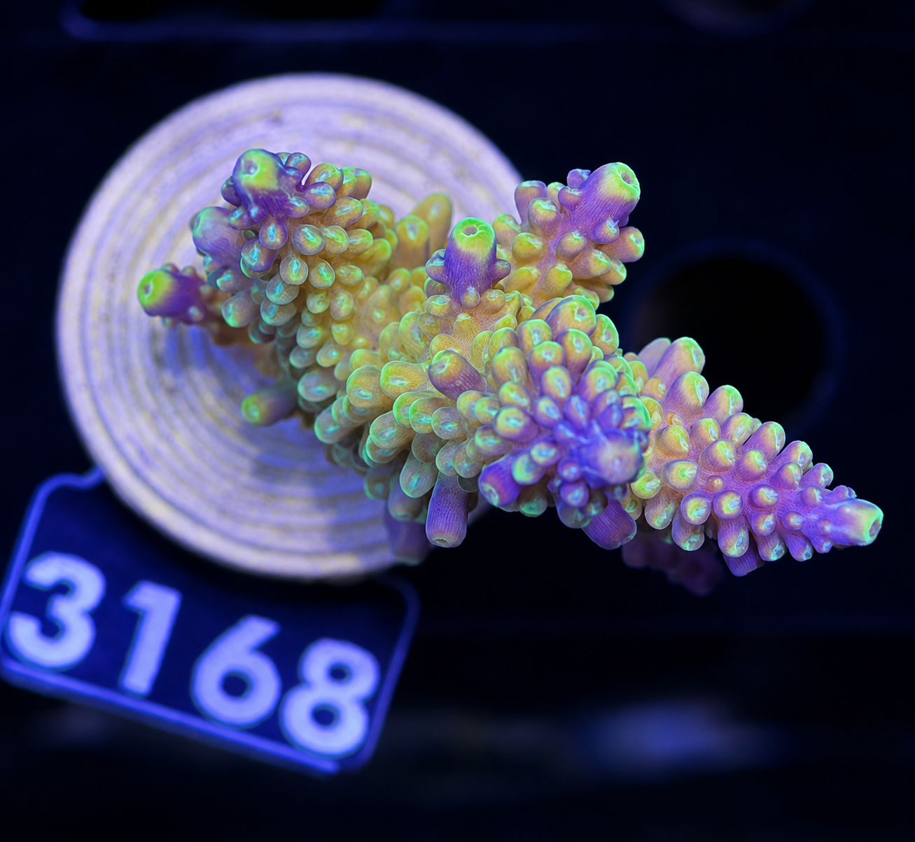 FMC Acropora secale