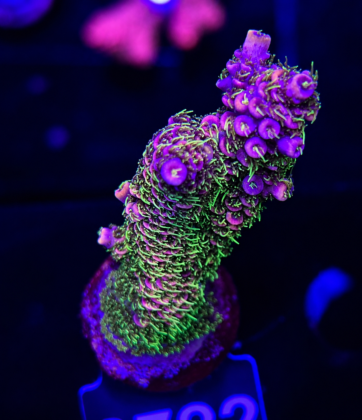 FMC Acropora millepora Green Polyps