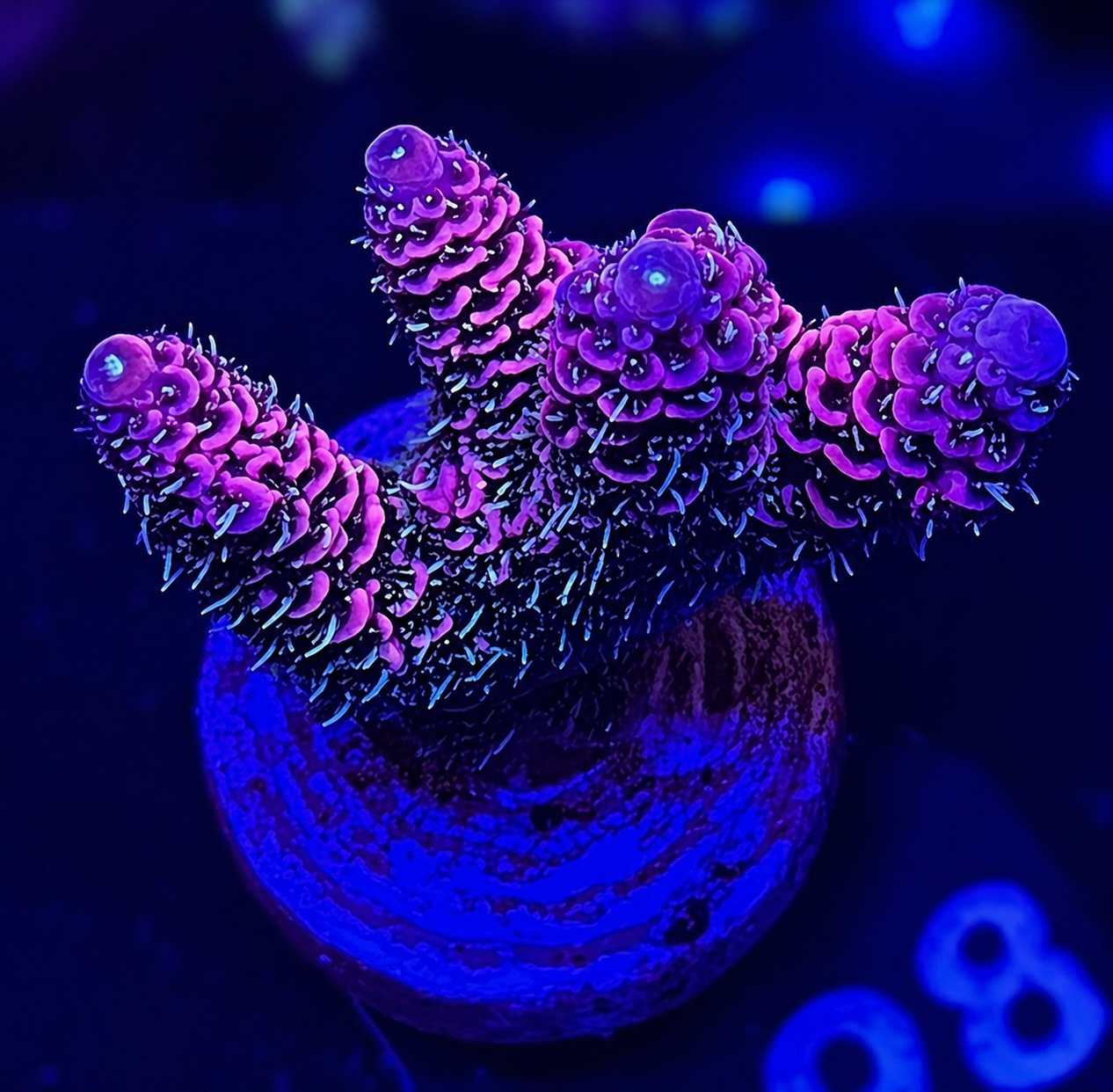 FMC Acropora millepora pink