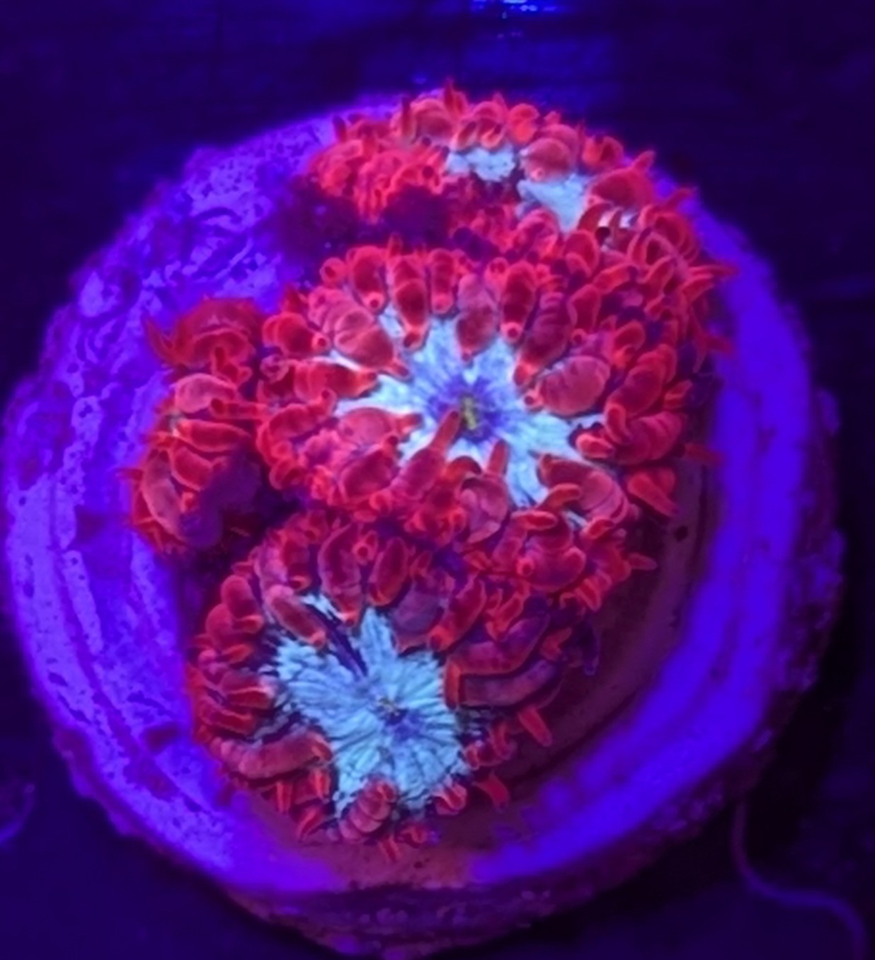 FMC Blastomussa merletti