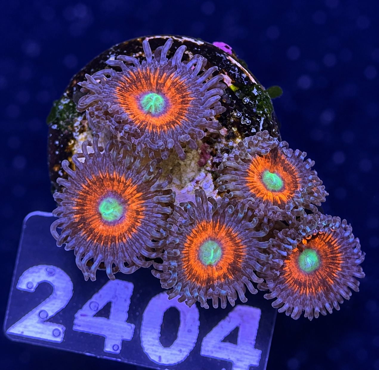 FMC Zoanthus Bad Santa