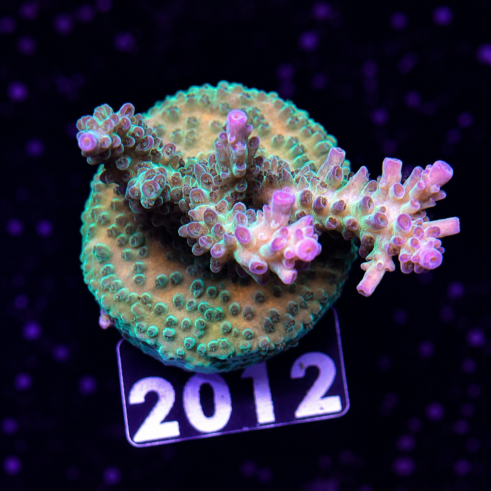 SciReef Acropora nasuta