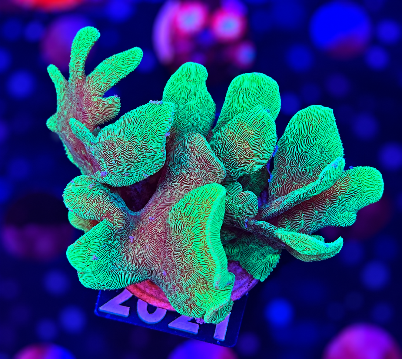FMC Pavona cactus green
