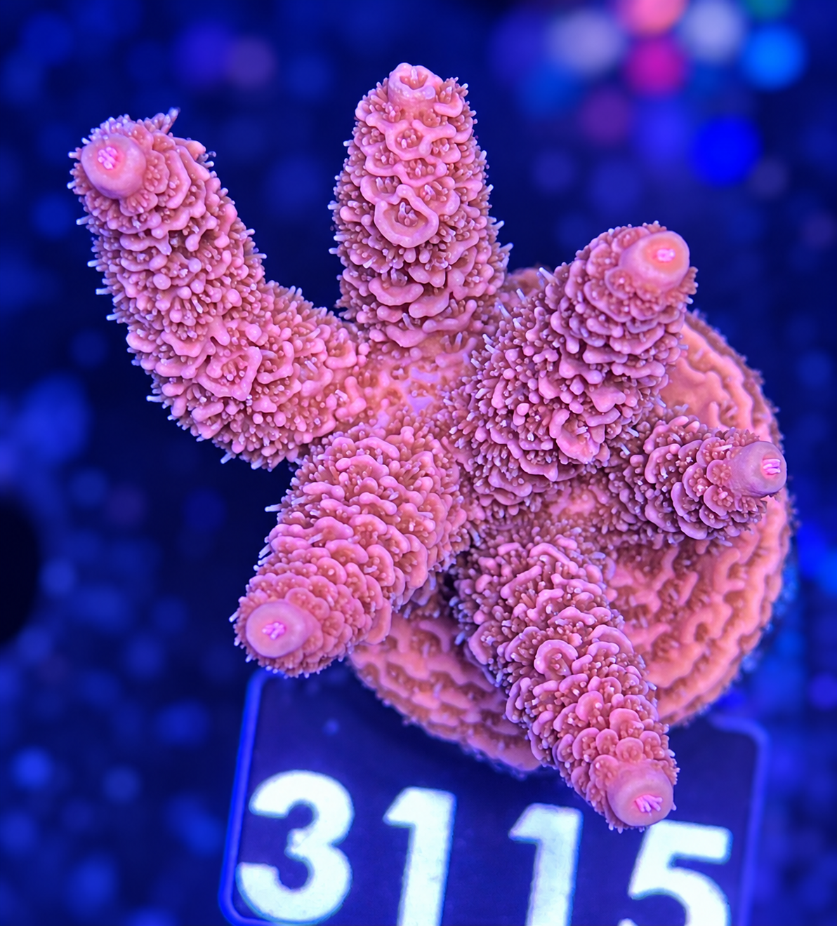 FMC Acropora millepora