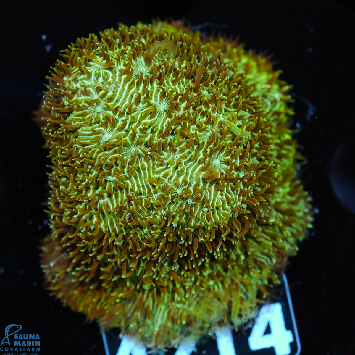 FMC Pavona maldivensis Green
