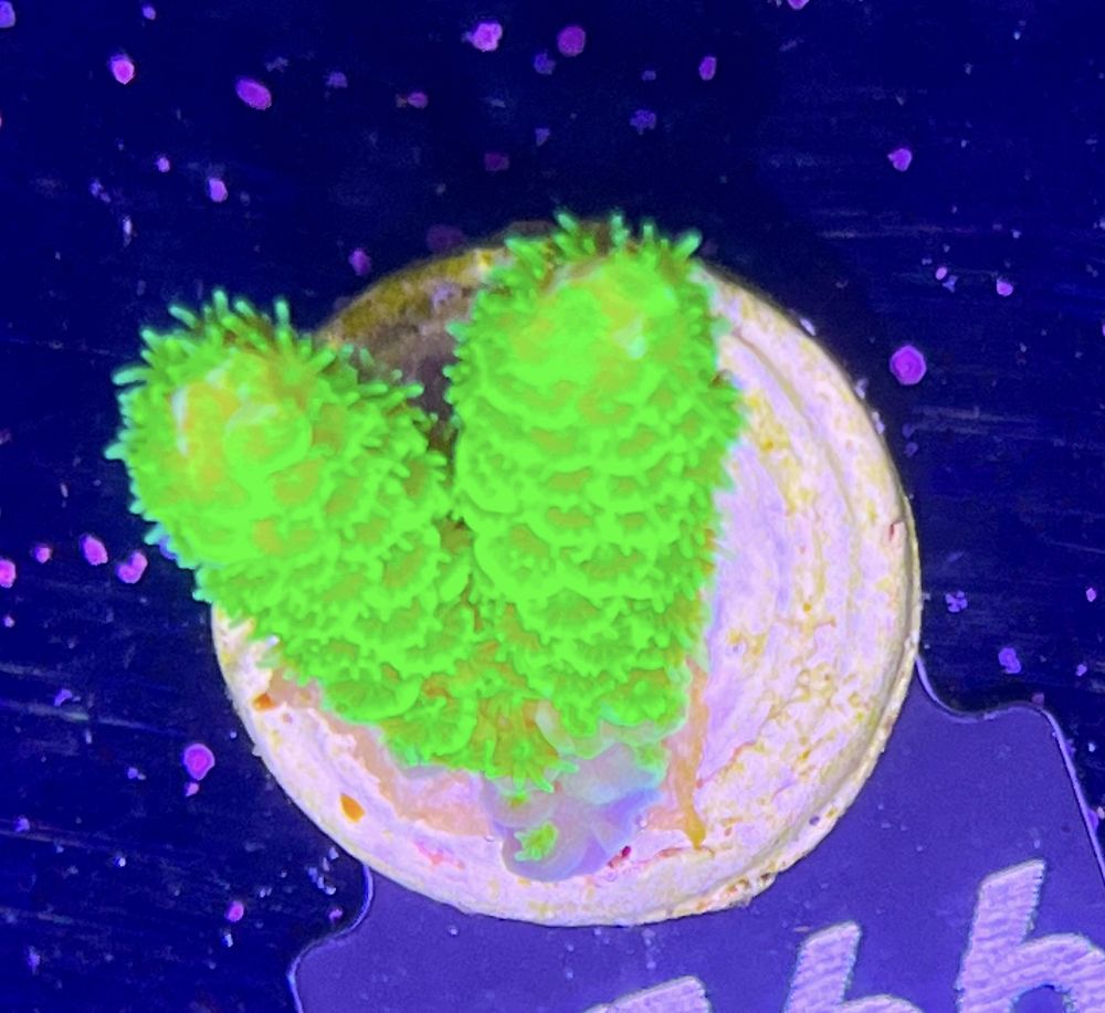 FMC Acropora tenuis Yellow-Green V