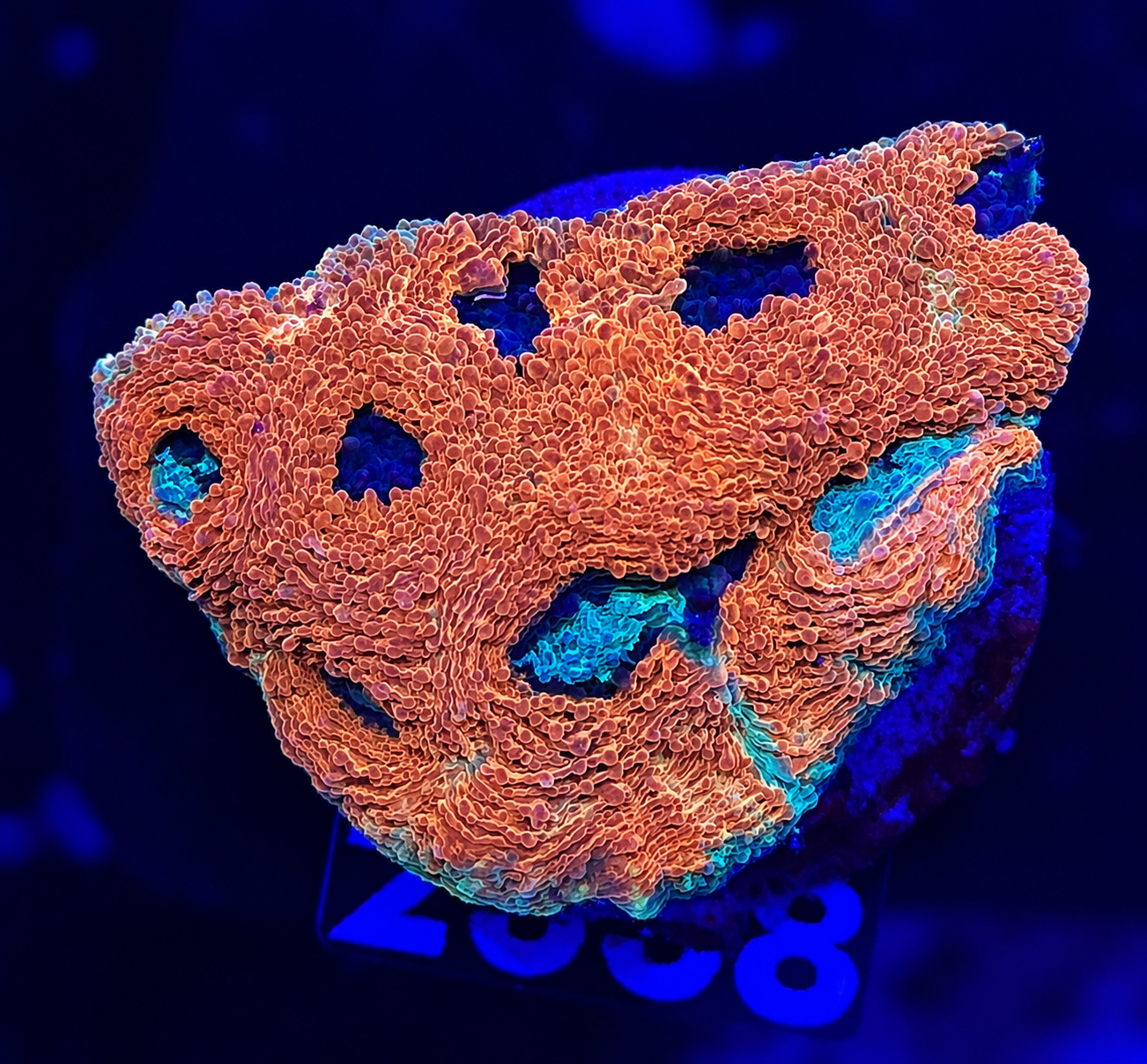 FMC Acanthastrea echinata