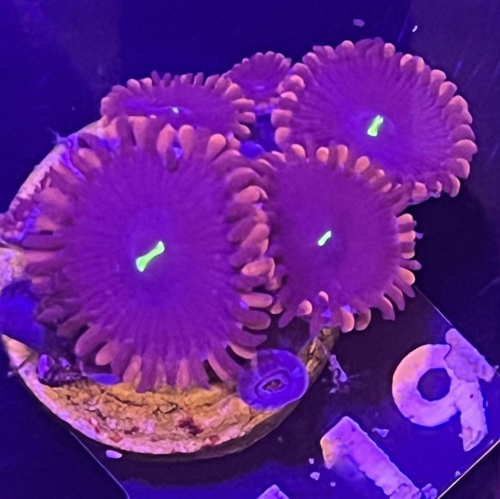 FMC Zoanthus Red People Eater 3-4 Polypen V