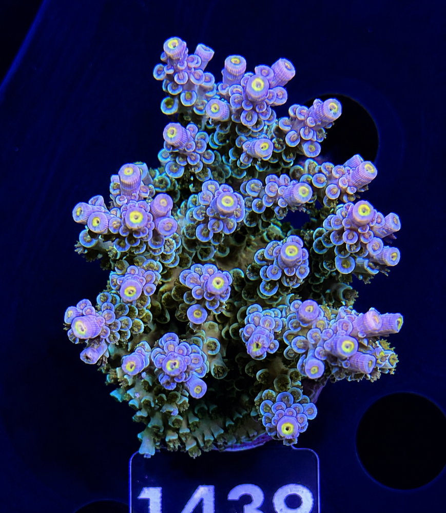 SciReef Acropora kenti Grade 3 Unique