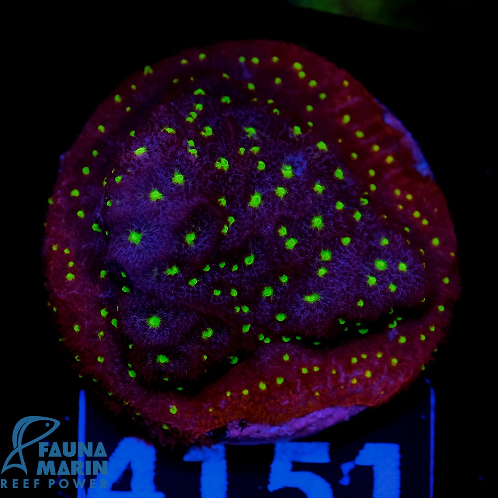 FMC Psammocora Bugs Cake V
