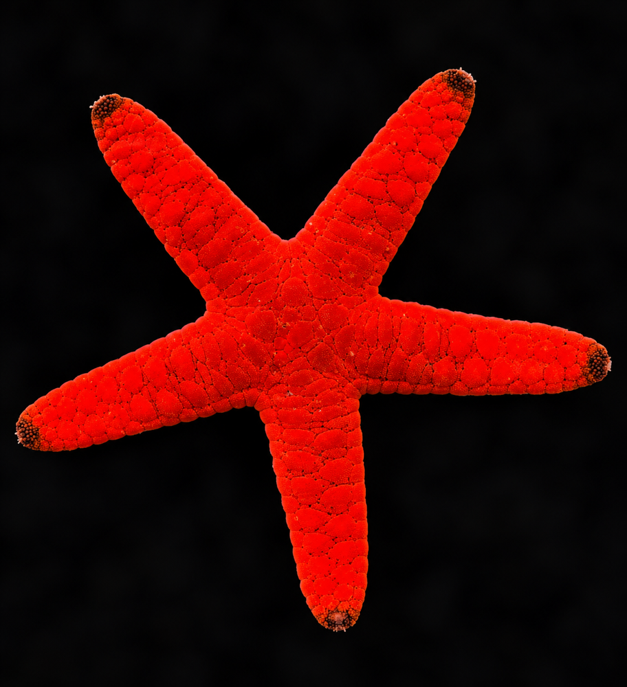Fromia Elegans- Roter Seestern