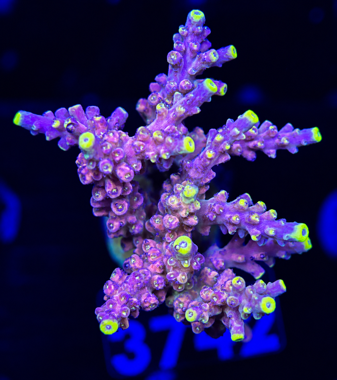 FMC Acropora Bali Shortcake