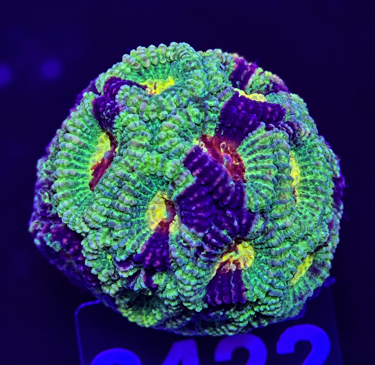 FMC Favia Grafted Green