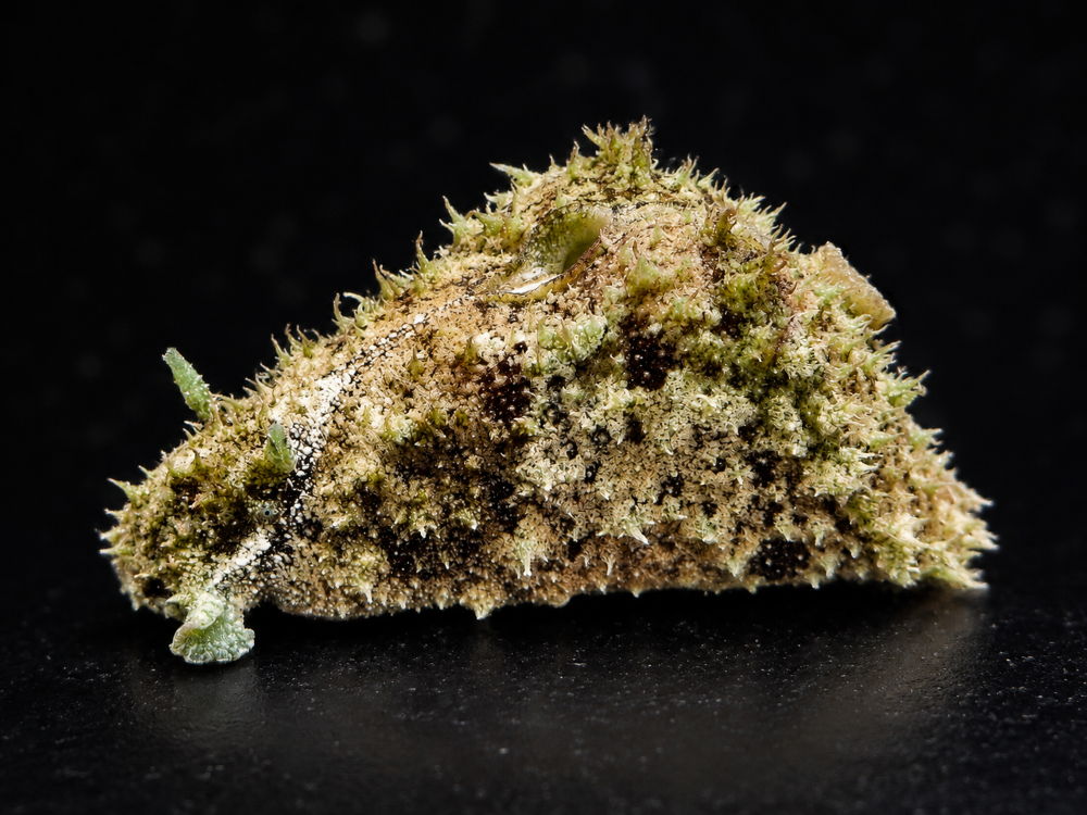 Dolabella auricularia - Seehase
