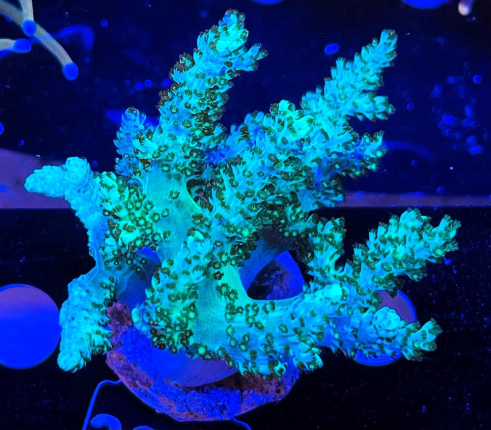 FMC Sinularia Mint Green - Dark Polyps V