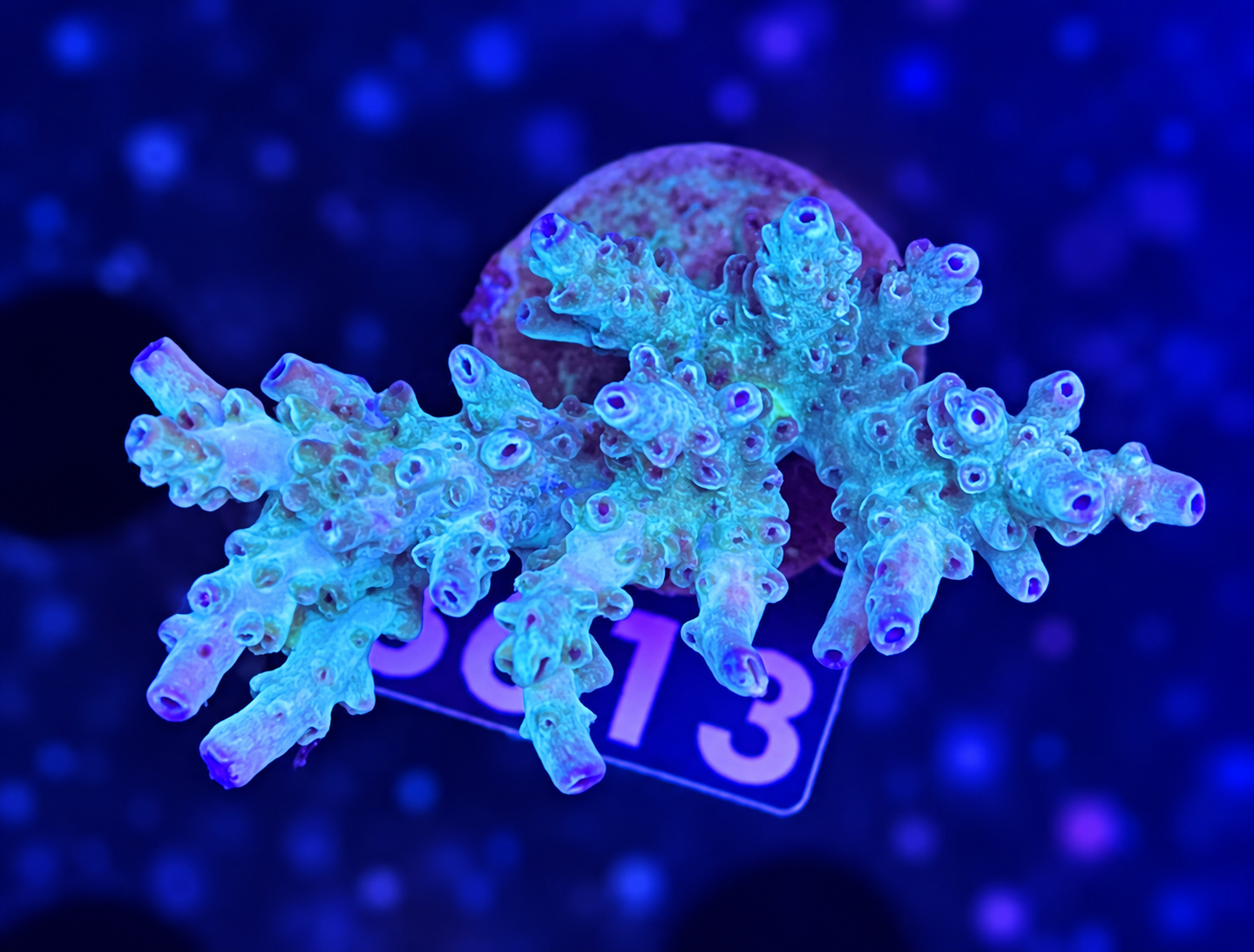 FMC Acropora sp