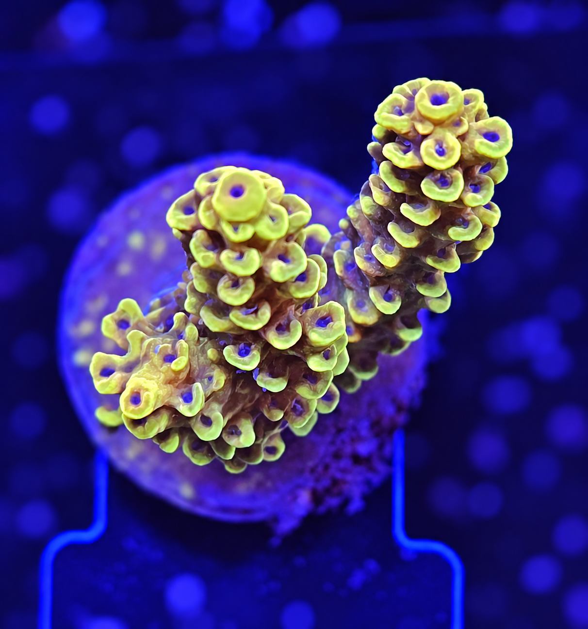 FMC Acropora tenuis yellow