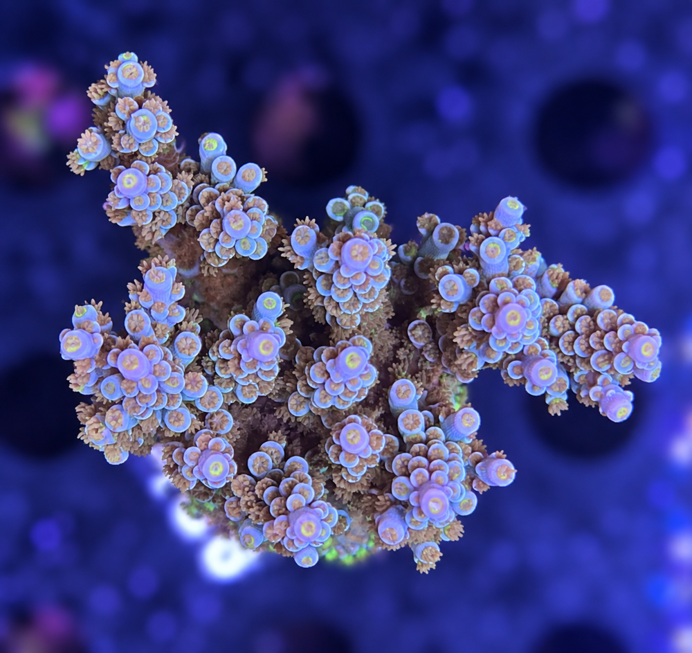 SciReef Acropora kenti Grade 2 MAXX Twin