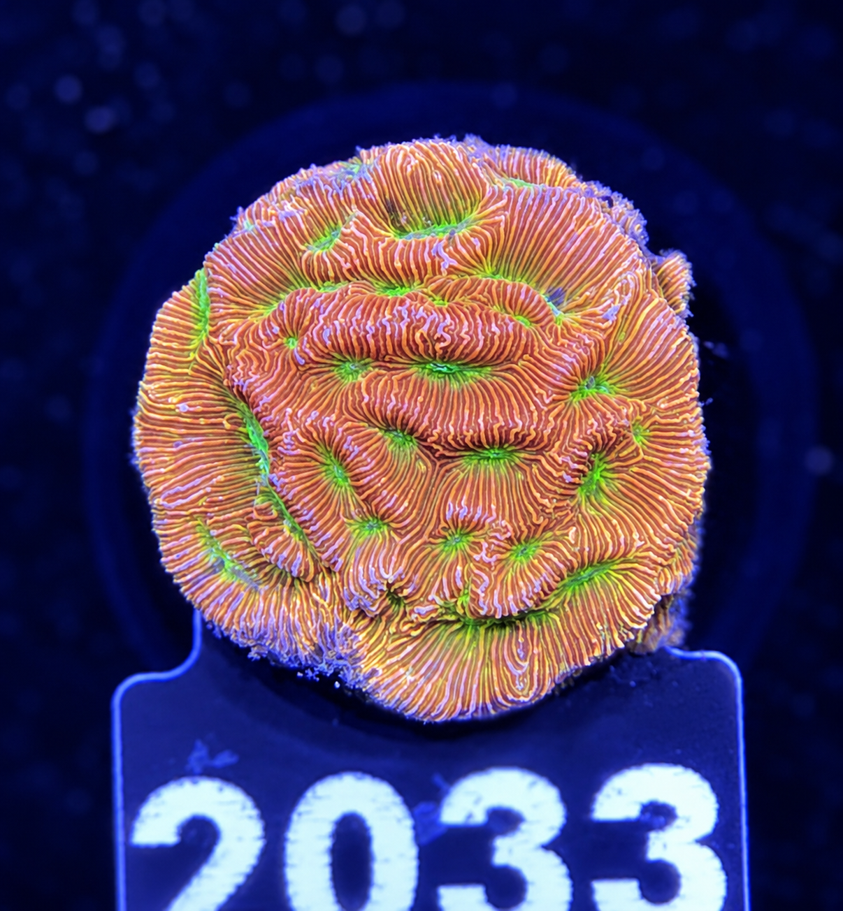 FMC Leptoseris explanata Jack o Lantern