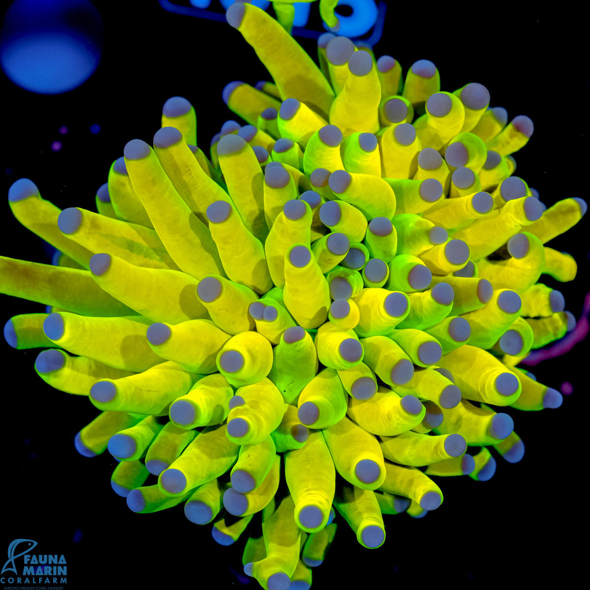FMC Euphyllia Glabrescens Holy Grail