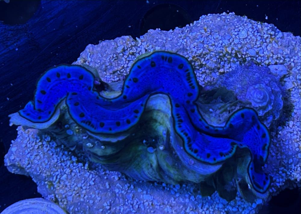 FMC Tridacna maxima