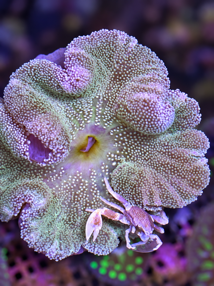 FMC Stichodactyla haddoni + Neopetrolisthes maculatus