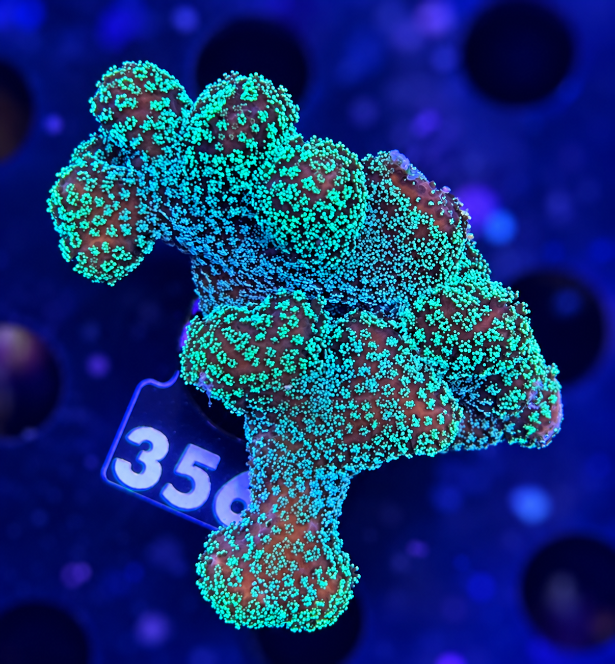 FMC Stylophora Dark Green