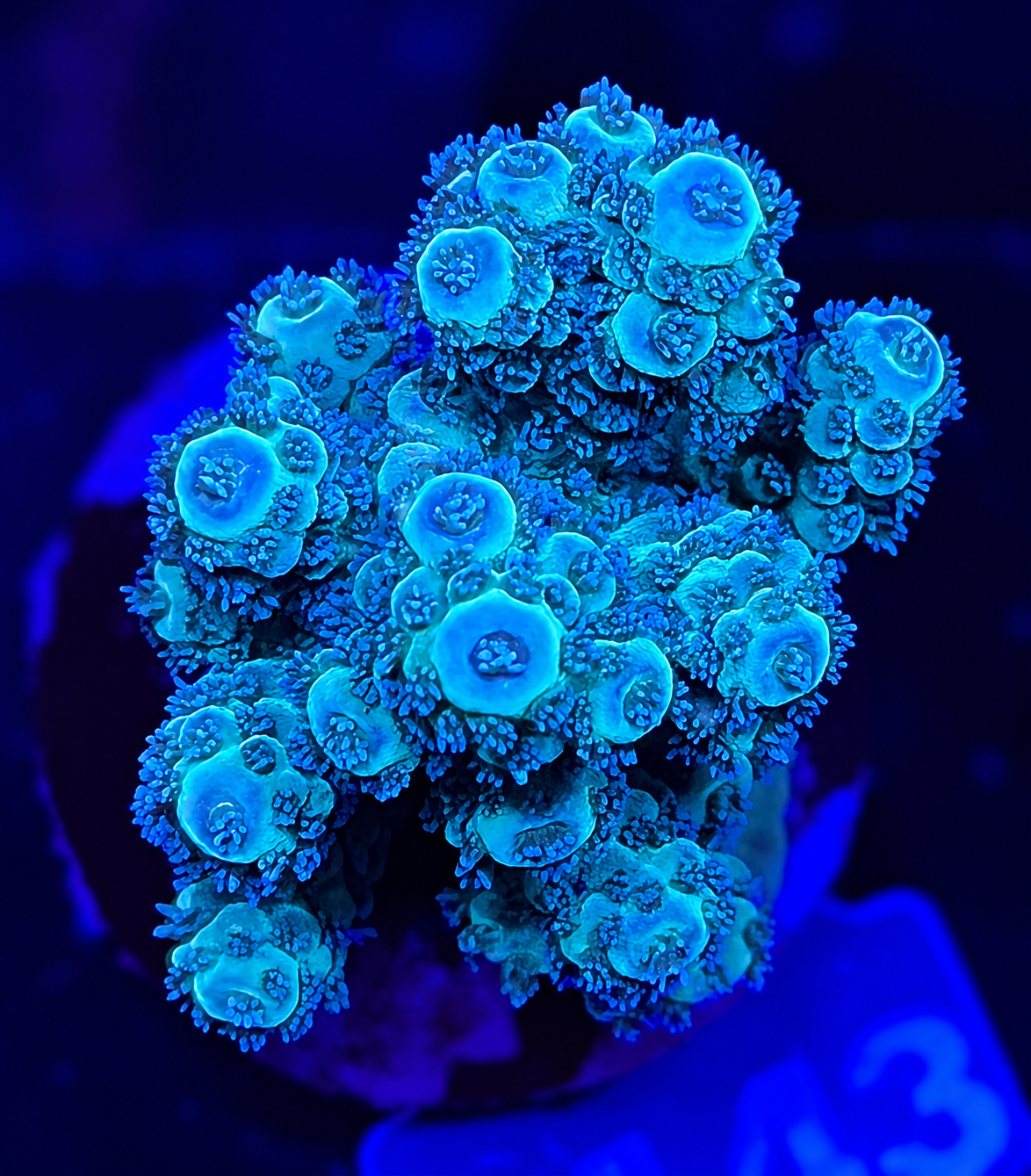 FMC Acropora sp