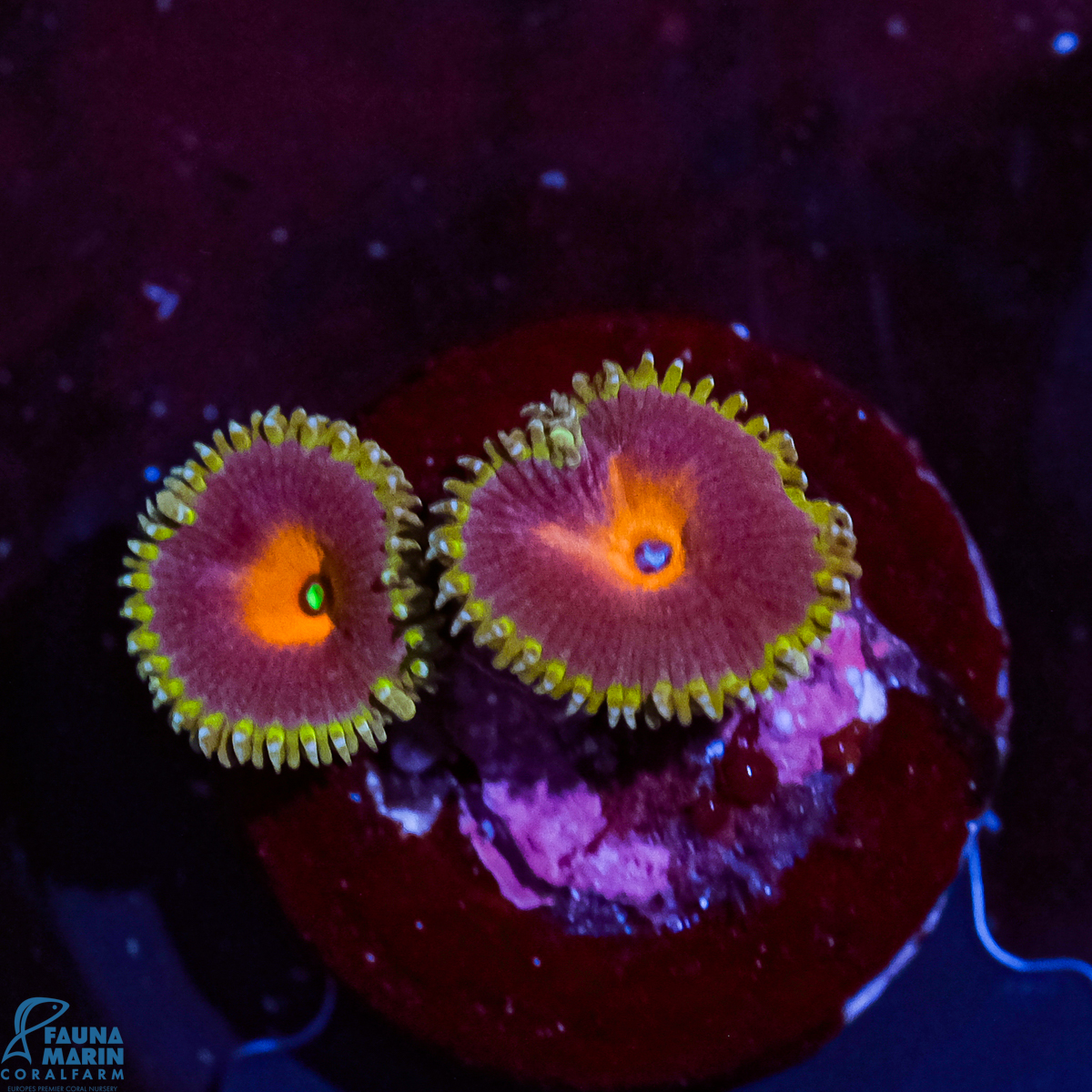 FMC Zoanthus Captain America