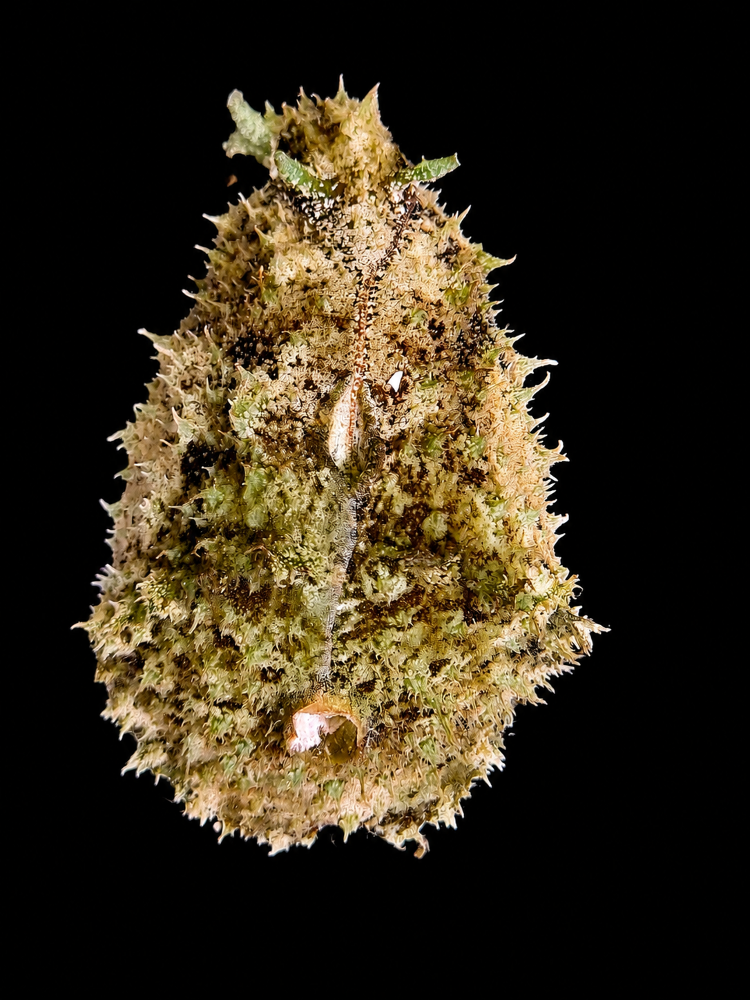 Dolabella auricularia - Seehase