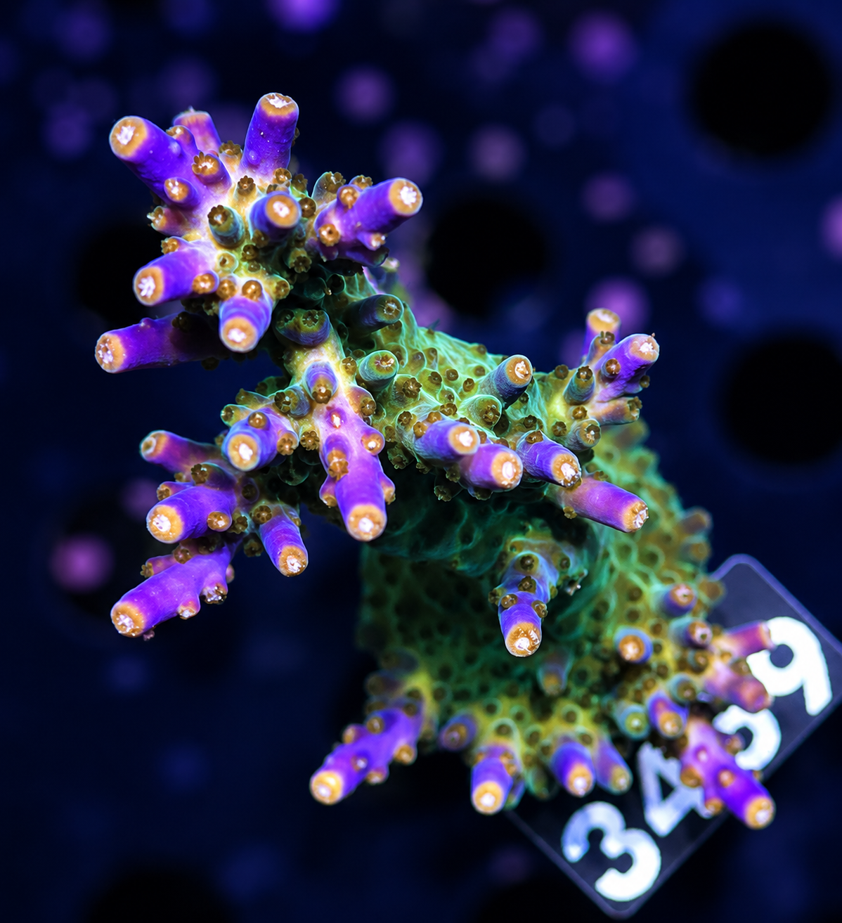 FMC Acropora valida Purple Tip
