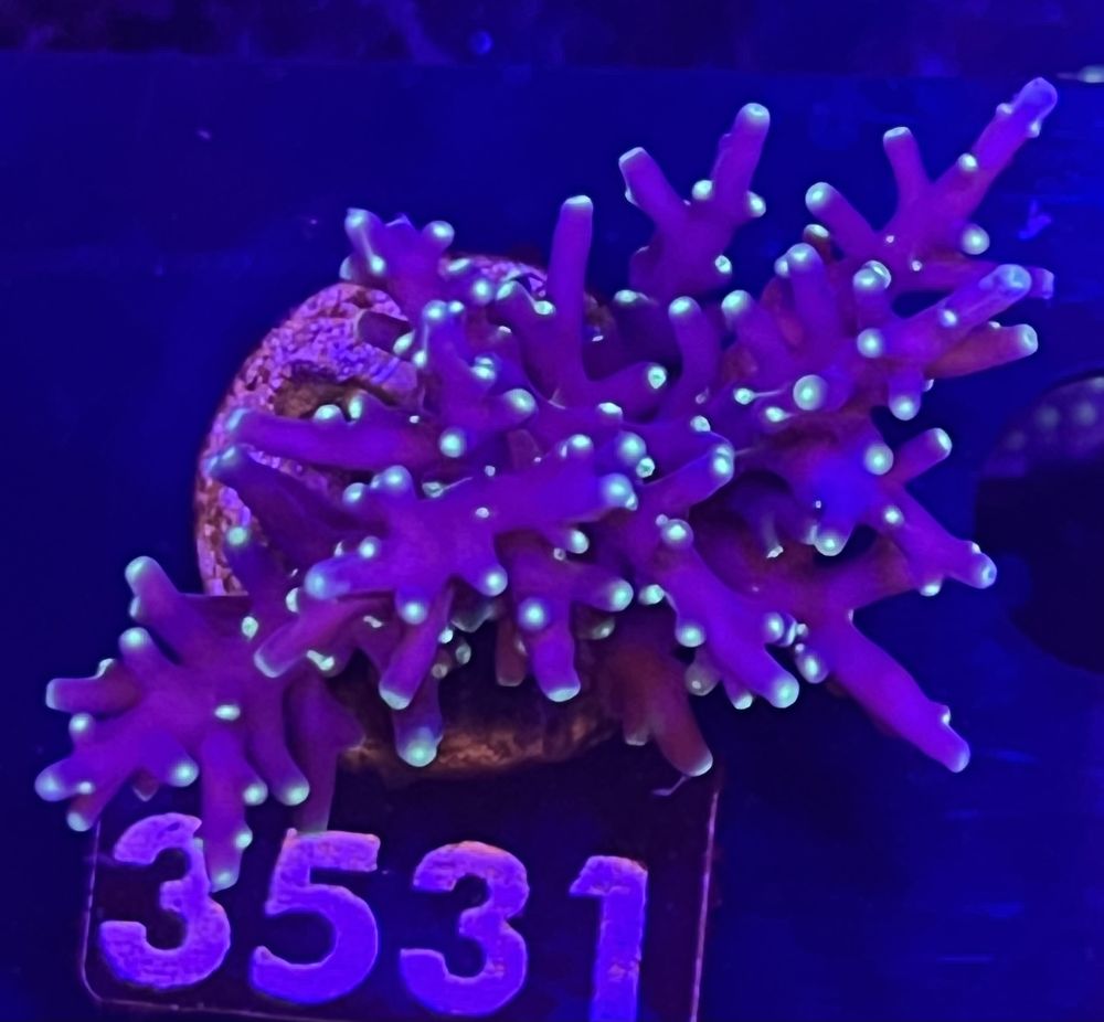 FMC Acropora carduus