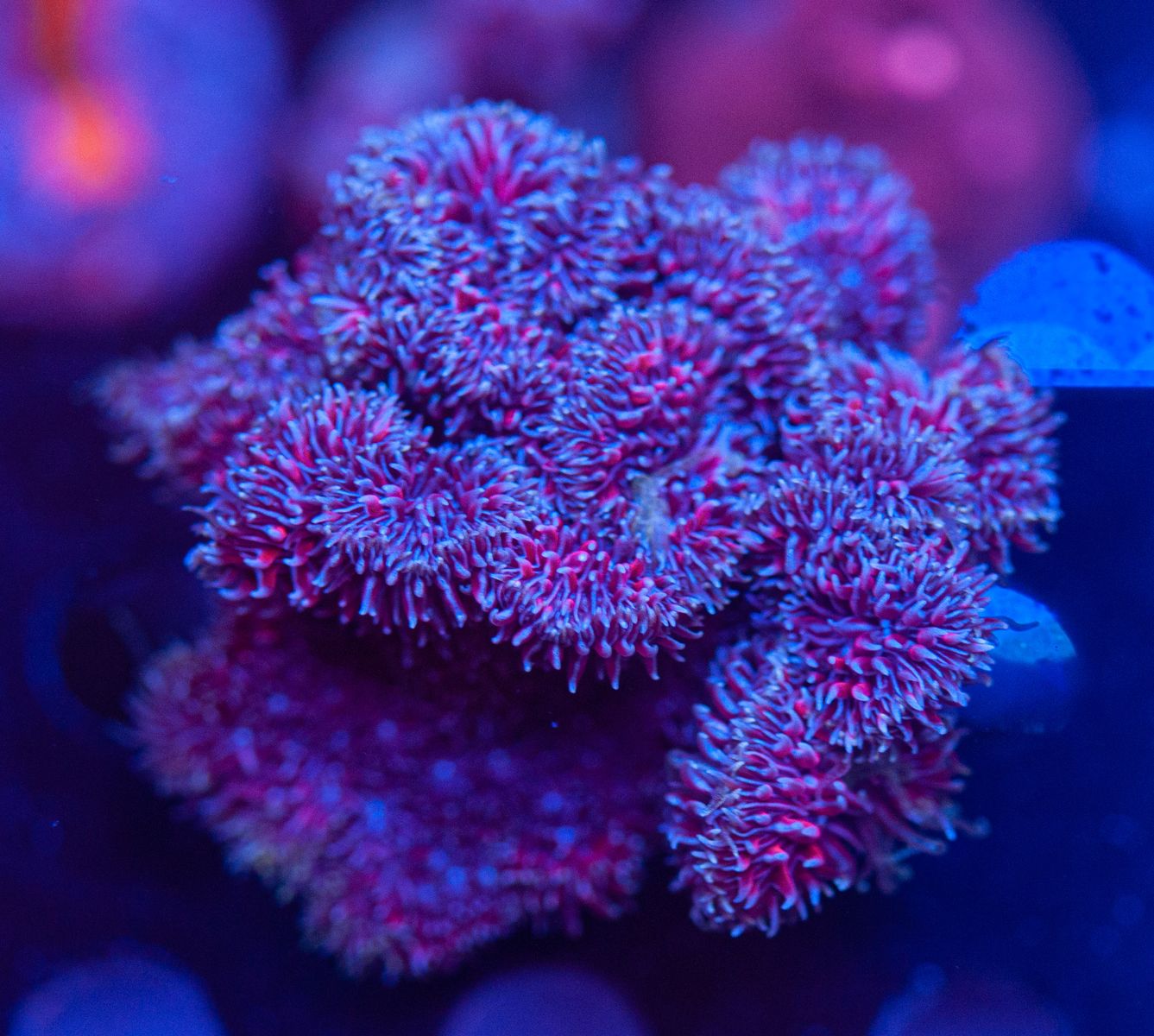 FMC Pavona cactus V