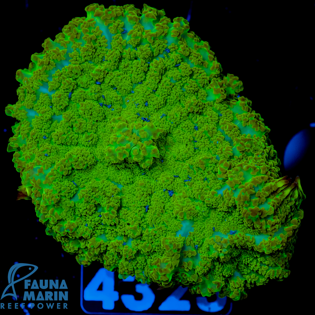 FMC Rhodactis Green V