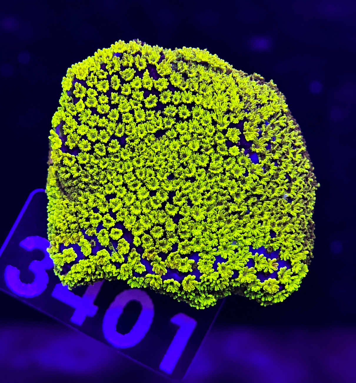 FMC Montipora Pokerstar