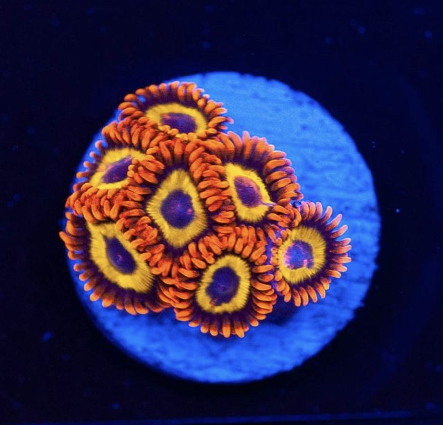 FMC Zoanthus Fruit Loops 4-5  Polypen V