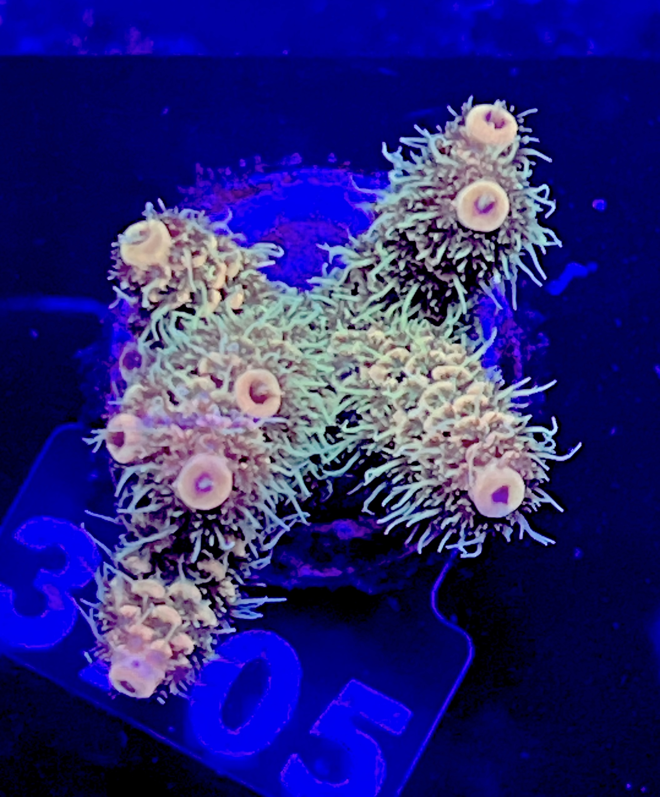 FMC Acropora millepora