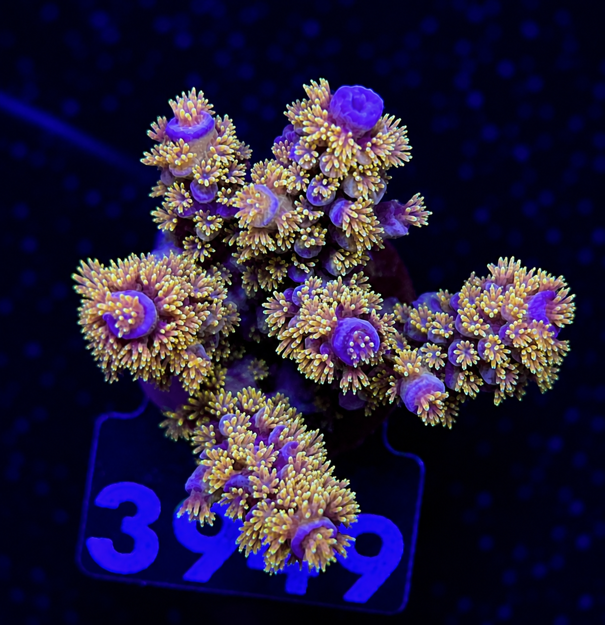 FMC Acropora sp