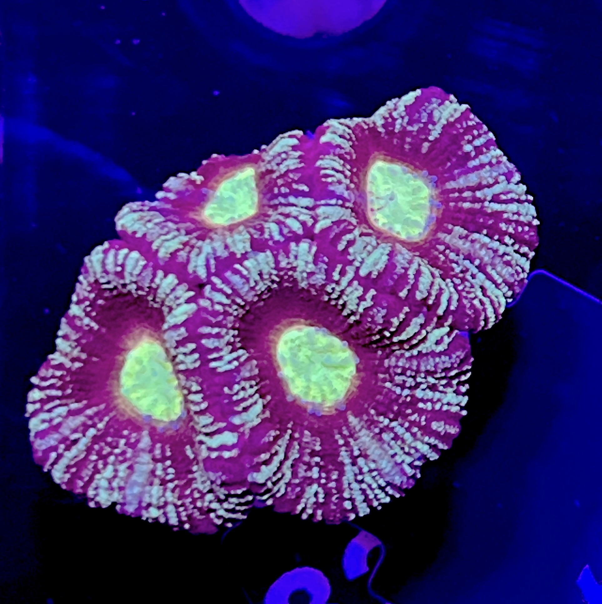 FMC Acanthastrea maxima