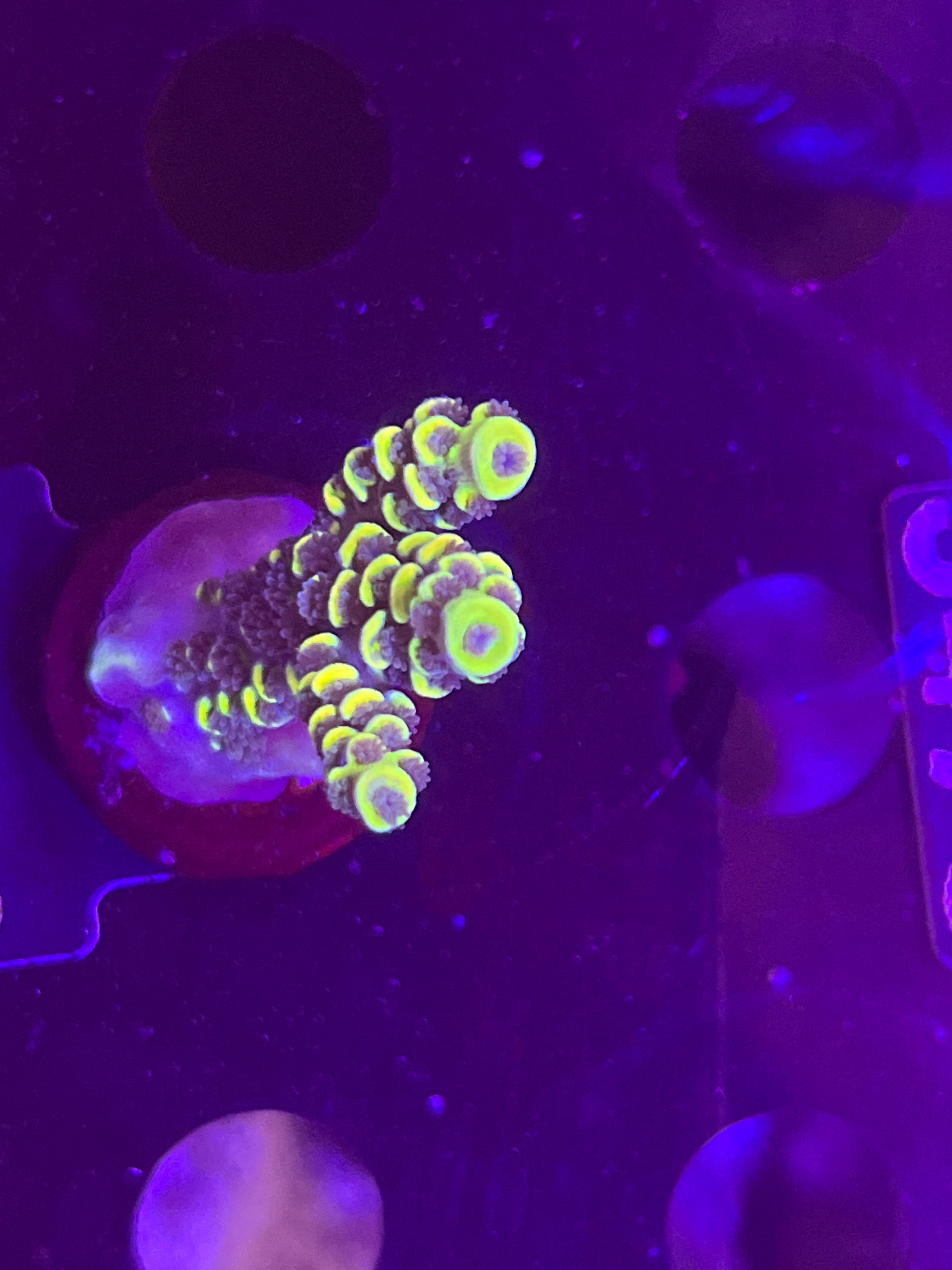 FMC Acropora tenuis yellow dark polyps