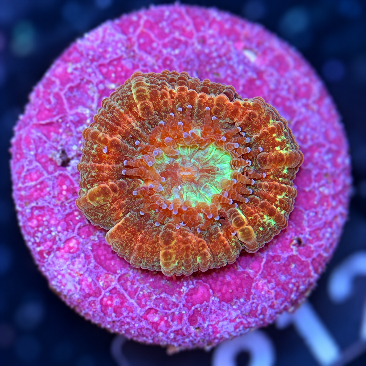 SciReef Trachyphyllia geoffroyi Size 2