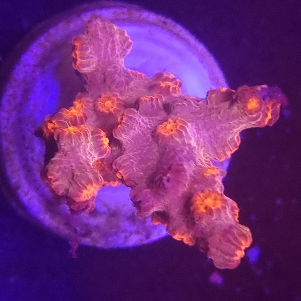 FMC Cyphastrea decadia red