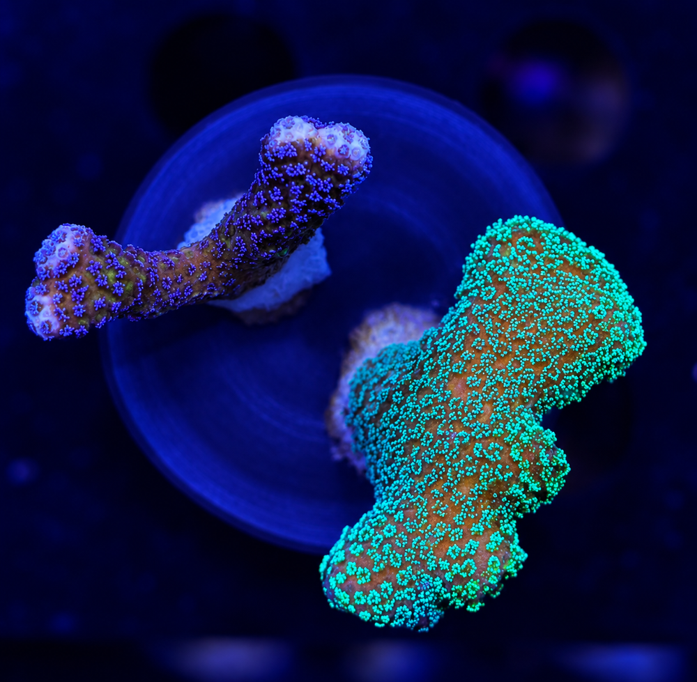 FMC Stylophora double + Coral Mount