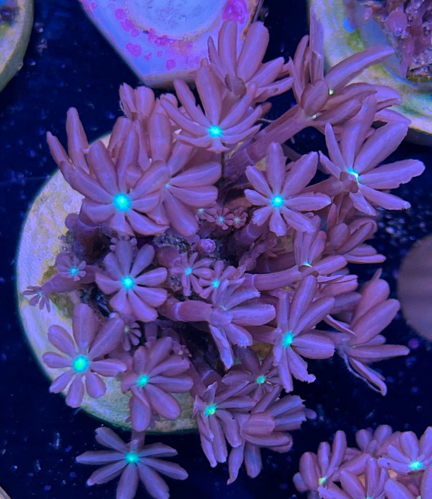 FMC Knopia octocontacanalis - Röhrenkoralle