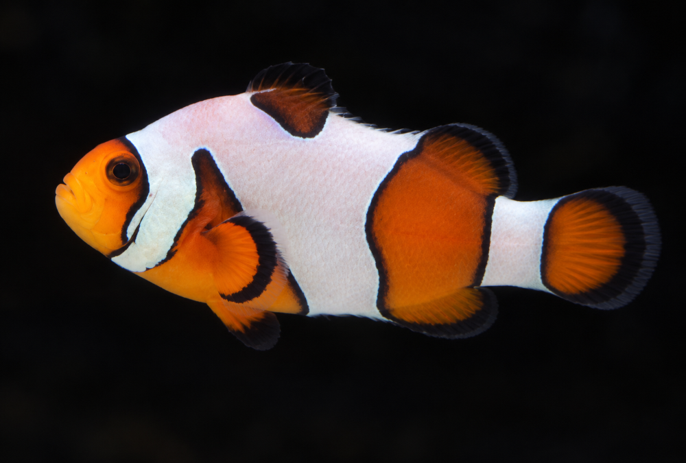 Amphiprion ocellaris - "Gladiator"  NZ
