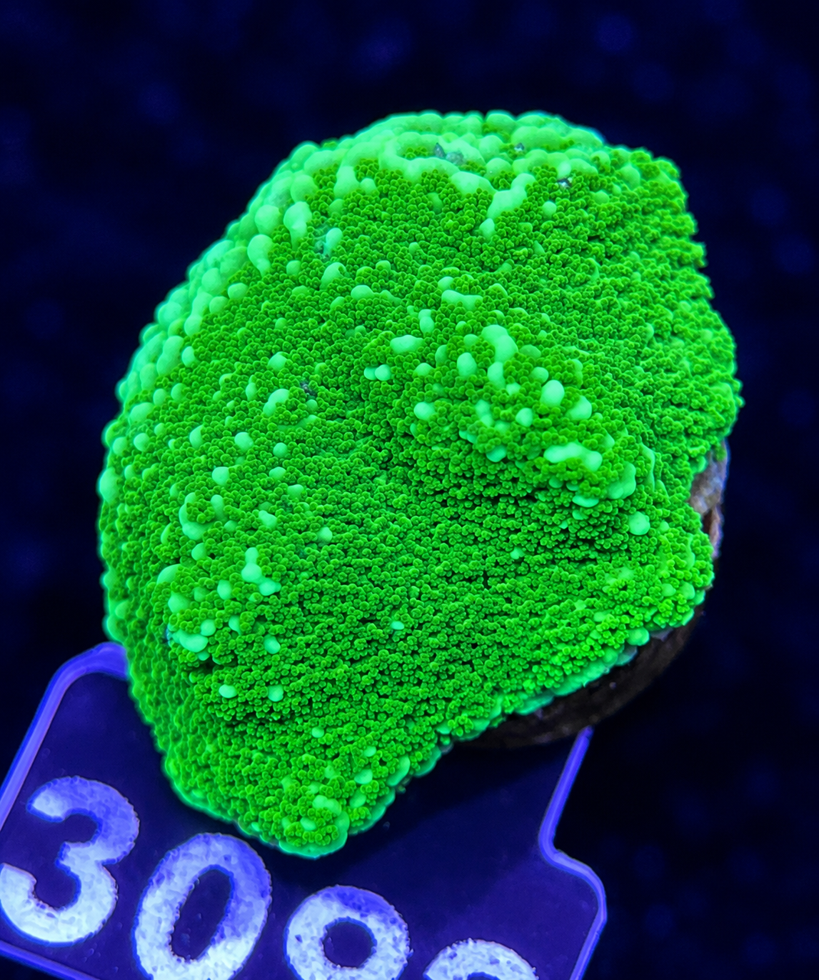 FMC Montipora Pokerstar