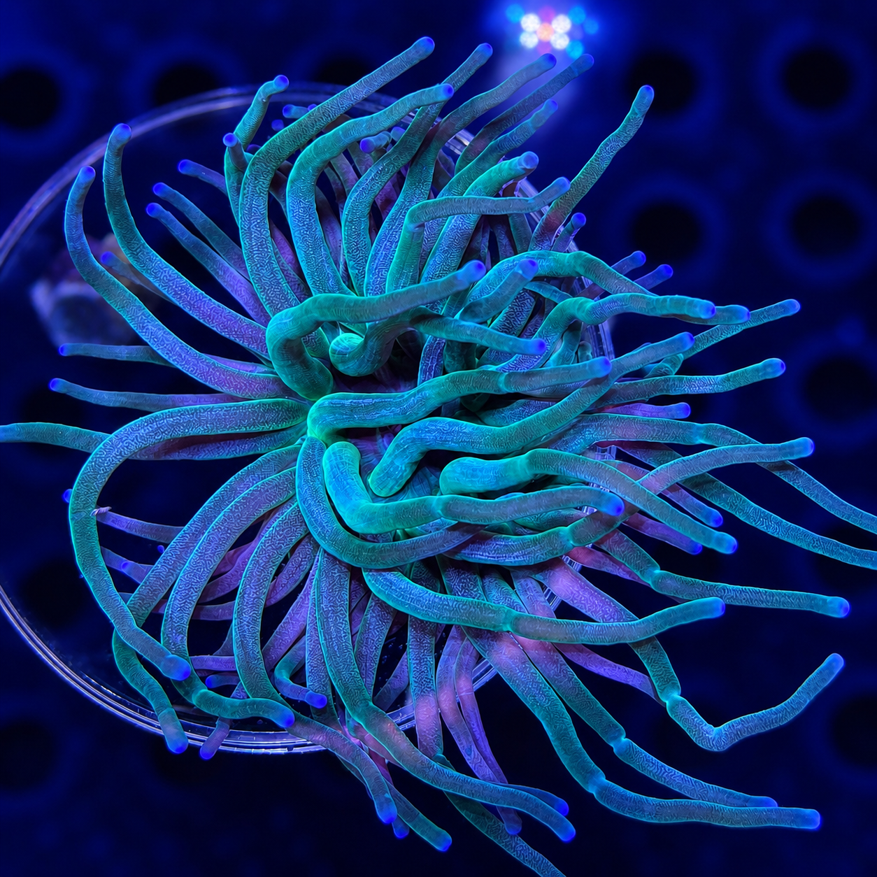 FMC Condylactis gigantea Karibische Goldrose